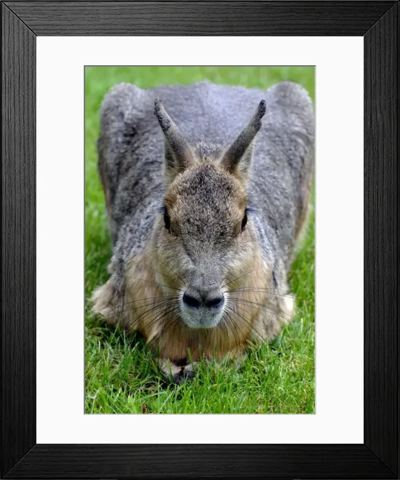 Framed Print : Mara - grasslands of South America Framed Print : Mara - grasslands of South America