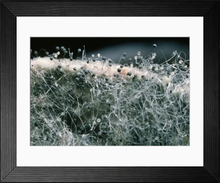 Framed Print : Mould - on bread Framed Print : Mould - on bread