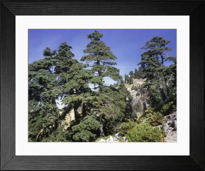 Framed Print : Spanish Fir Tree - Sierra de las Nieves - Andalucia - Spain Framed Print : Spanish Fir Tree - Sierra de las Nieves - Andalucia - Spain