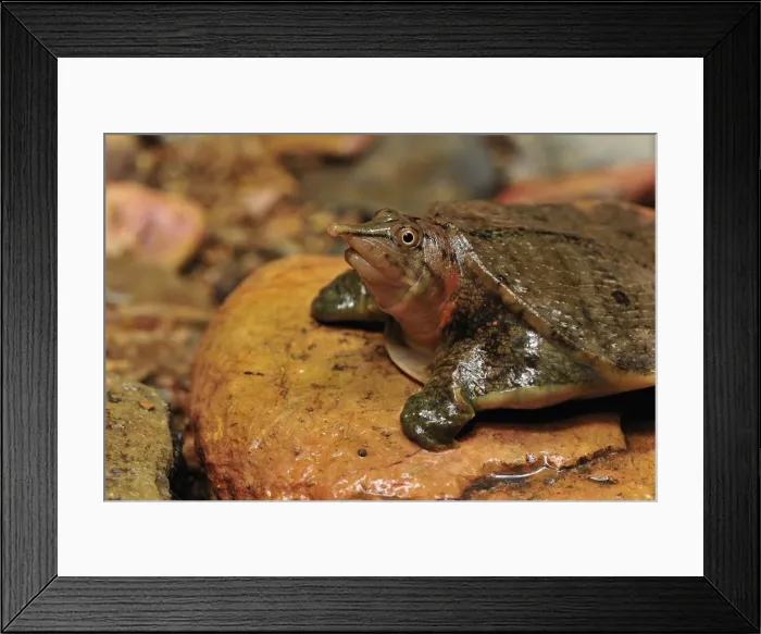 Framed Print : Malayan Soft-shelled Turtle - Gunung Leuser National Park - Northern Sumatra - Indonesia Framed Print : Malayan Soft-shelled Turtle - Gunung Leuser National Park - Northern Sumatra - Indonesia