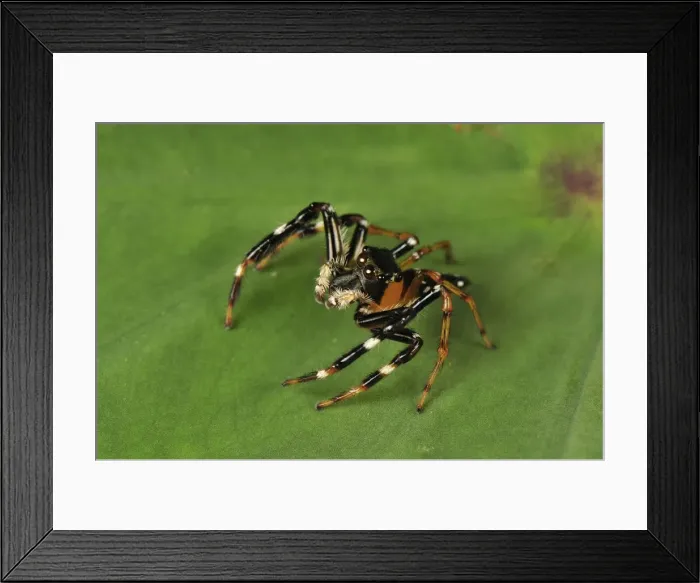 Framed Print : Jumping spider - Gunung Leuser National Park - Northern Sumatra - Indonesia Framed Print : Jumping spider - Gunung Leuser National Park - Northern Sumatra - Indonesia