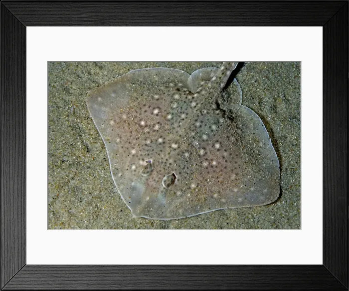 Framed Print : Thornback Ray buried in sand on the sea bed. North Sea and Mediterranean Framed Print : Thornback Ray buried in sand on the sea bed. North Sea and Mediterranean