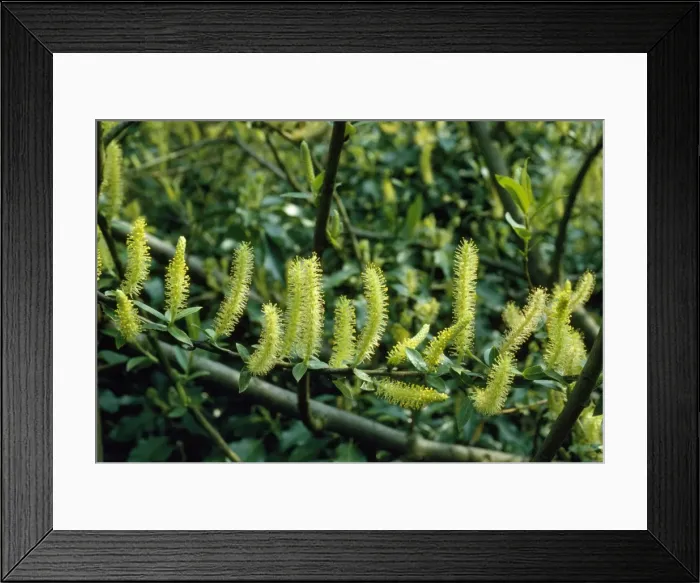 Framed Print : White Willow - in flower Framed Print : White Willow - in flower