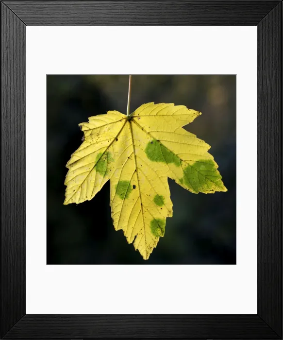 Framed Print : Maple Leaf - in autumn Framed Print : Maple Leaf - in autumn