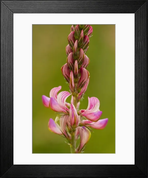 Framed Print : Common sainfoin - in flower Framed Print : Common sainfoin - in flower