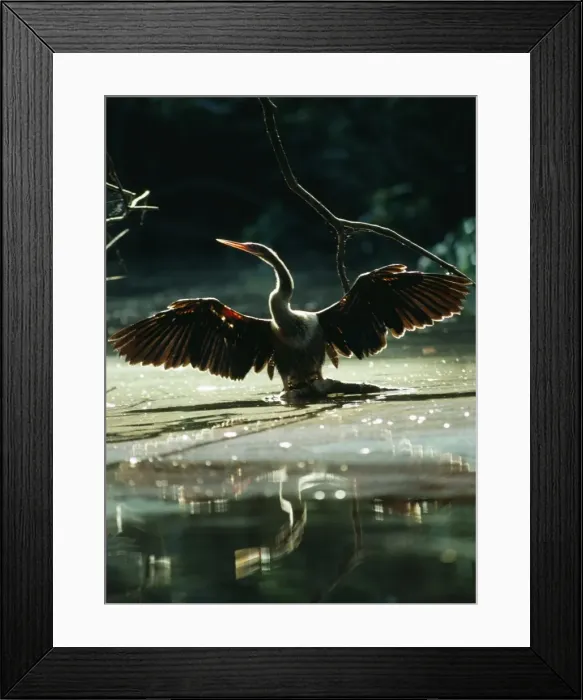 Framed Print : Anhinga - drying wings after fishing, Roraima, Brazil, South America Framed Print : Anhinga - drying wings after fishing, Roraima, Brazil, South America
