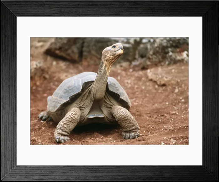 Framed Print : Hood Island Giant Galapagos Tortoise - Breeding Reserve, Darwin Research Institute AU 700 Framed Print : Hood Island Giant Galapagos Tortoise - Breeding Reserve, Darwin Research Institute AU 700