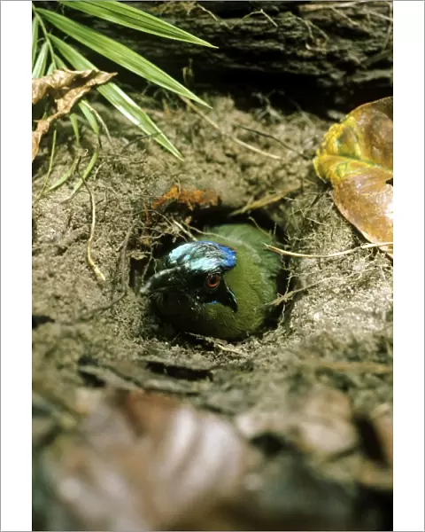 Blue Crowned Motmot - perched at entrance tunnel of ground nest - Amazonia - Brazil - South America