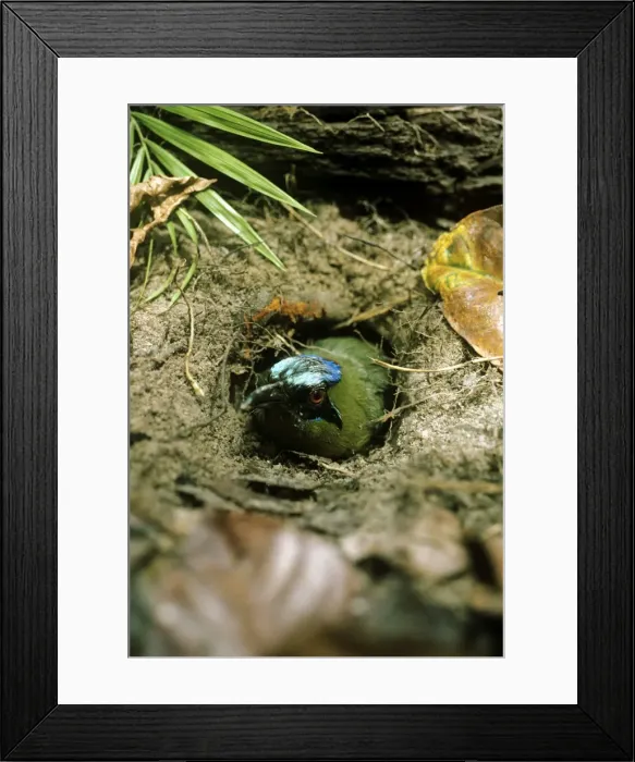 Framed Print : Blue Crowned Motmot - perched at entrance tunnel of ground nest - Amazonia - Brazil - South America Framed Print : Blue Crowned Motmot - perched at entrance tunnel of ground nest - Amazonia - Brazil - South America