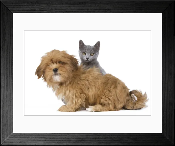Framed Print : Dog and Cat - Lhasa Apso puppy and Chartreux kitten Framed Print : Dog and Cat - Lhasa Apso puppy and Chartreux kitten