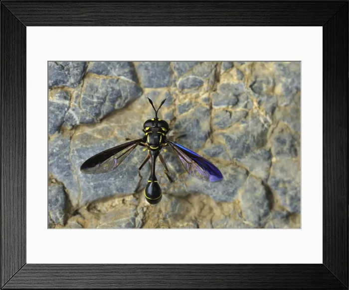 Framed Print : Wasp - Gunung Leuser National Park - Northern Sumatra - Indonesia Framed Print : Wasp - Gunung Leuser National Park - Northern Sumatra - Indonesia
