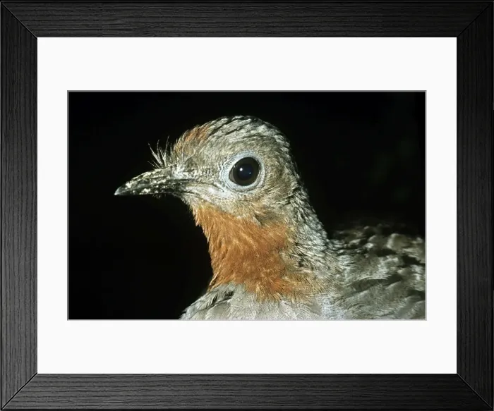 Framed Print : Superb Lyrebird - Australia Framed Print : Superb Lyrebird - Australia