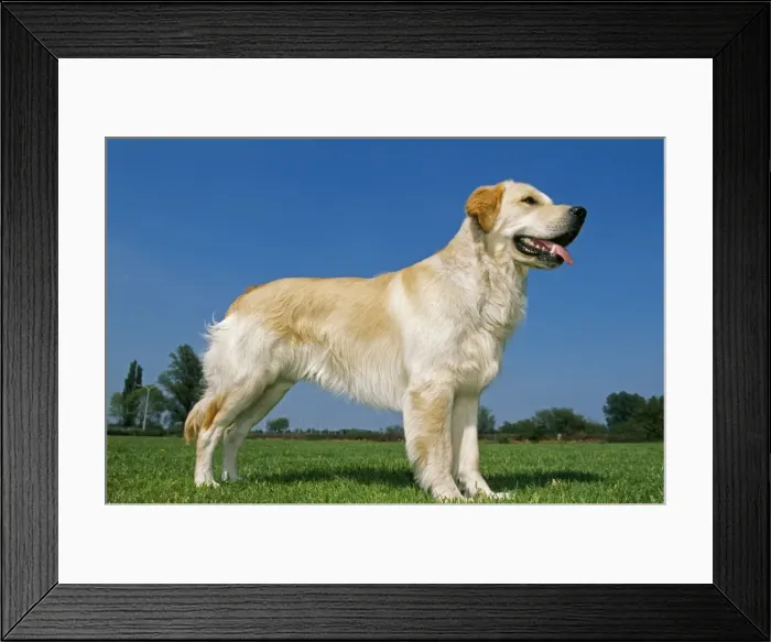 Framed Print : Golden Retriever Dog Framed Print : Golden Retriever Dog