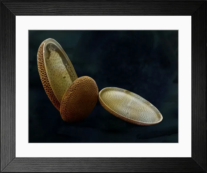 Framed Print : Marine Diatom Framed Print : Marine Diatom