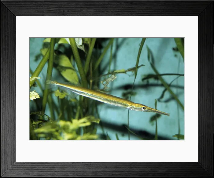 Framed Print : Freshwater Garfish - South East Asia Framed Print : Freshwater Garfish - South East Asia
