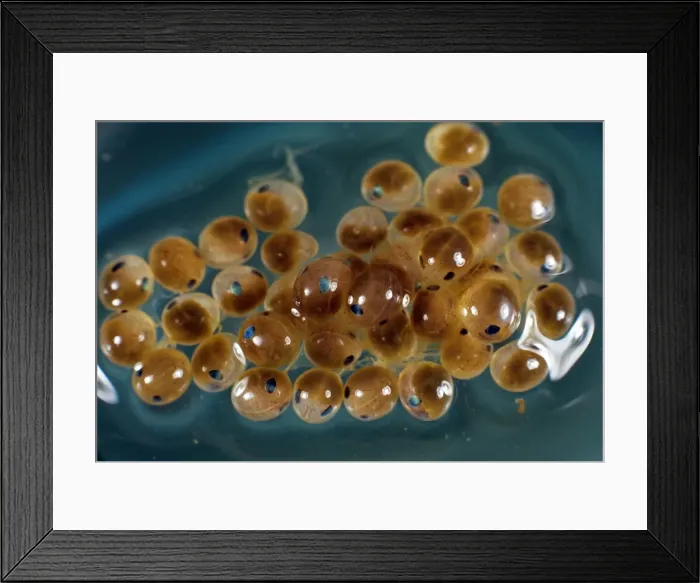 Framed Print : American Lobster Framed Print : American Lobster