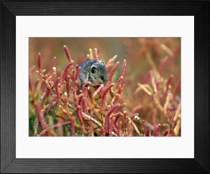 Framed Print : Salt Marsh Harvest Mouse Framed Print : Salt Marsh Harvest Mouse
