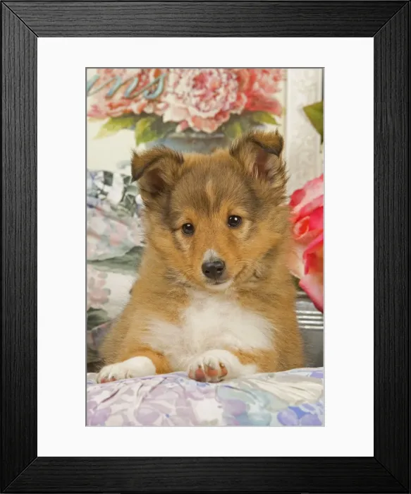 Framed Print : Dog - Shetland Sheepdog puppy Framed Print : Dog - Shetland Sheepdog puppy