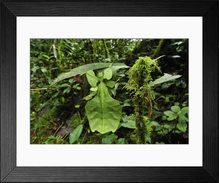 Framed Print : Walking Leaf / Leaf Insect - at the cloudforest - Cameron Highlands - West Malaysia. Phylliidae - Phasmida Framed Print : Walking Leaf / Leaf Insect - at the cloudforest - Cameron Highlands - West Malaysia. Phylliidae - Phasmida