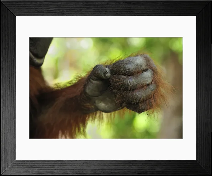 Framed Print : Borneo Orangutan - hand - Camp Leakey - Tanjung Puting National Park - Kalimantan - Borneo - Indonesia Framed Print : Borneo Orangutan - hand - Camp Leakey - Tanjung Puting National Park - Kalimantan - Borneo - Indonesia