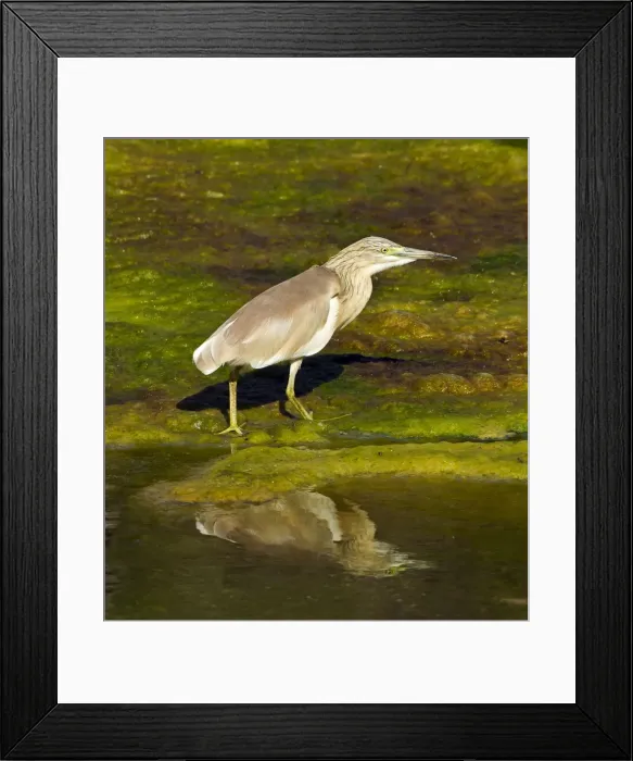 Framed Print : Squacco Heron - in pool - Southern Turkey - May Framed Print : Squacco Heron - in pool - Southern Turkey - May