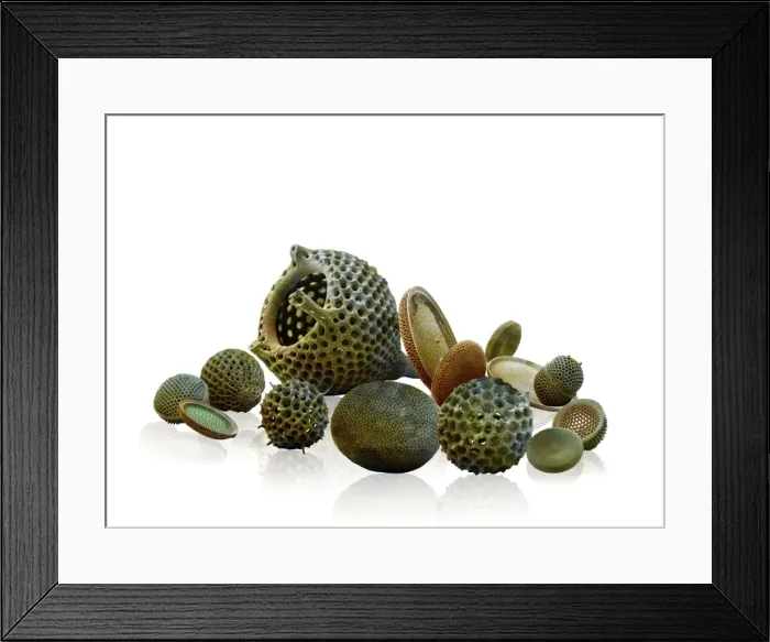 Framed Print : Marine Diatoms and Radiolarians Framed Print : Marine Diatoms and Radiolarians