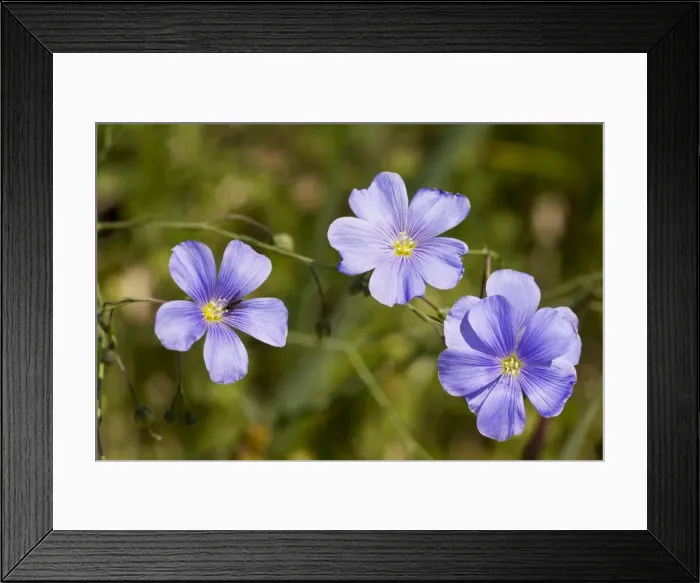 Framed Print : Blue perennial flax Framed Print : Blue perennial flax