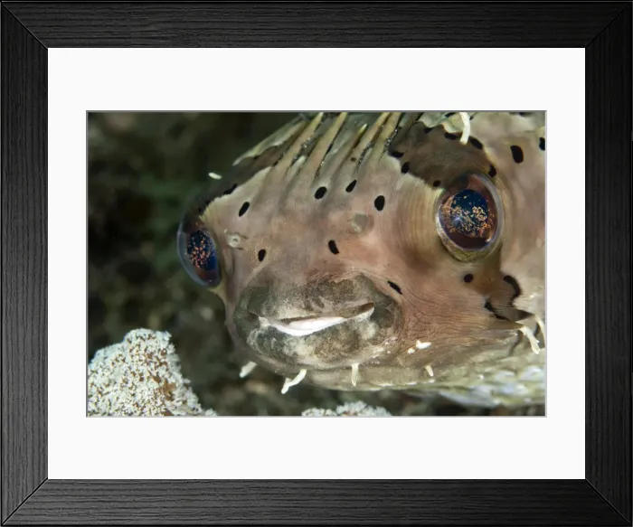 Framed Print : Porcupine Fish - eating Coral - Indonesia Framed Print : Porcupine Fish - eating Coral - Indonesia