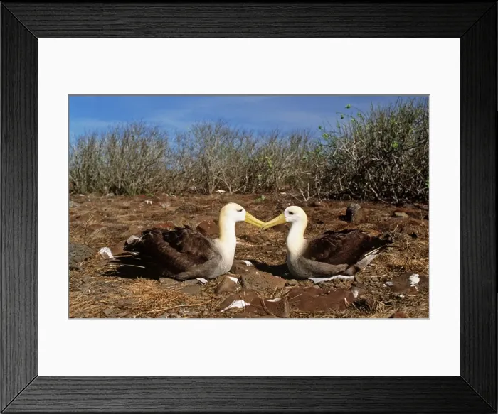 Framed Print : Waved Albatross - courtship display - Punta Suarez, Espanola Island, Galapagos Islannds AU-777 Framed Print : Waved Albatross - courtship display - Punta Suarez, Espanola Island, Galapagos Islannds AU-777
