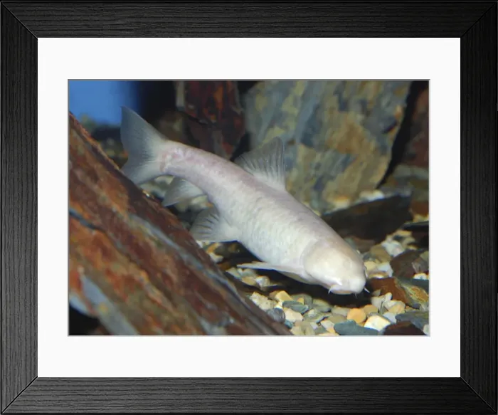 Framed Print : Oman Blind Cave Fish - Oman