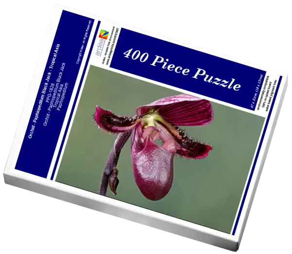Orchid - Paphiopedilum Black Jack - Tropical Asia