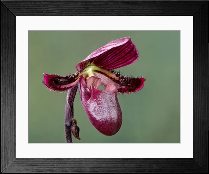 Framed Print : Orchid - Paphiopedilum Black Jack - Tropical Asia