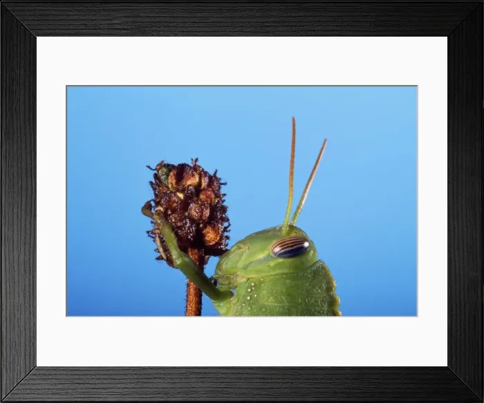 Framed Print : Egyptian Grasshopper Framed Print : Egyptian Grasshopper