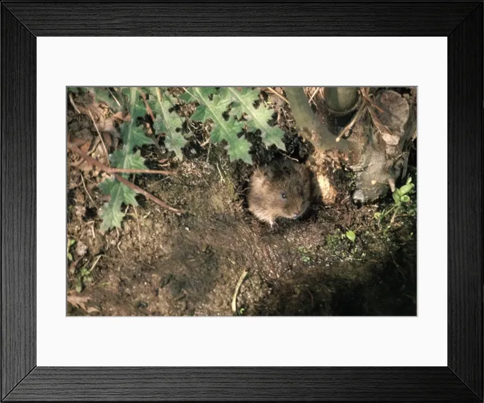 Framed Print : Water Vole PM 8515 UK Arvicola terrestris © Pat Morris / ardea. com Framed Print : Water Vole PM 8515 UK Arvicola terrestris © Pat Morris / ardea. com