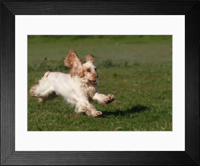 Framed Print : English Cocker Spaniel - running Framed Print : English Cocker Spaniel - running