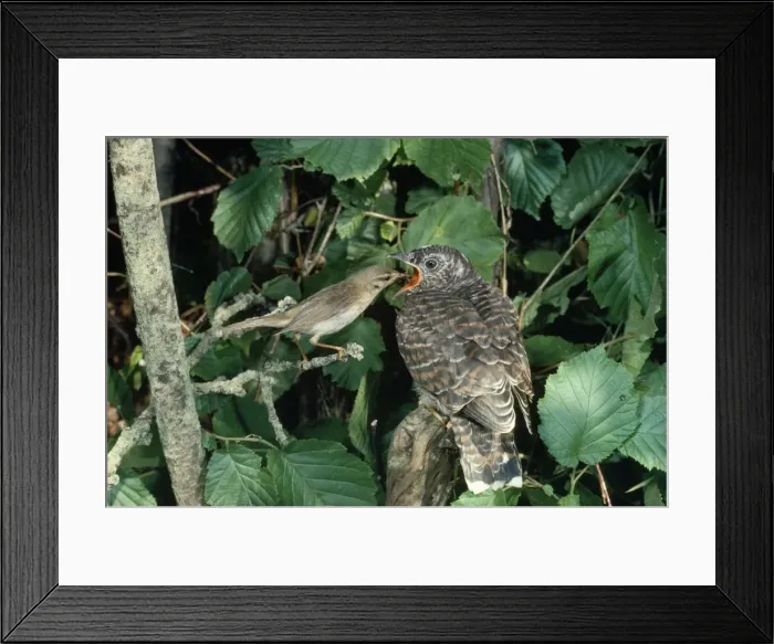 Framed Print : Cuckoo - Chick being fed by Willow Warbler 