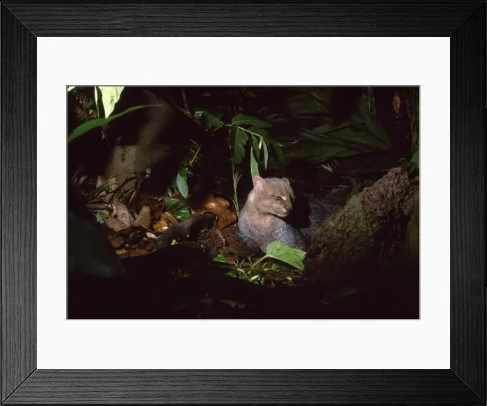 Framed Print : Jaguarundi - Amazonas - Brazil Framed Print : Jaguarundi - Amazonas - Brazil