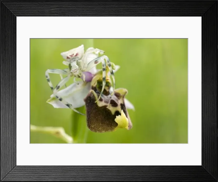 Framed Print : Crab spider - lurking on an Late Spider Orchid - Italy Framed Print : Crab spider - lurking on an Late Spider Orchid - Italy
