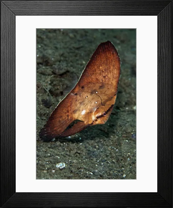 Framed Print : Circular Batfish - Indonesia Framed Print : Circular Batfish - Indonesia
