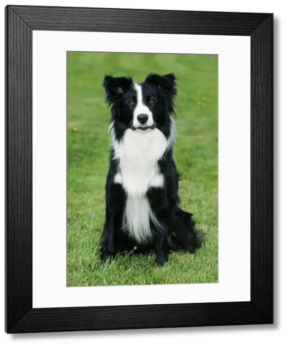 Framed Print : Border Collie Dog ME 336 © Johan De Meester / ardea. com Framed Print : Border Collie Dog ME 336 © Johan De Meester / ardea. com