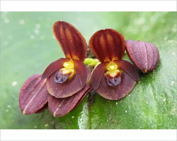 Orchid - Departamento Putumayo - Colombia