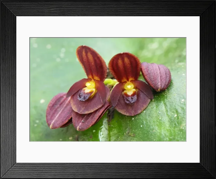 Framed Print : Orchid - Departamento Putumayo - Colombia Framed Print : Orchid - Departamento Putumayo - Colombia