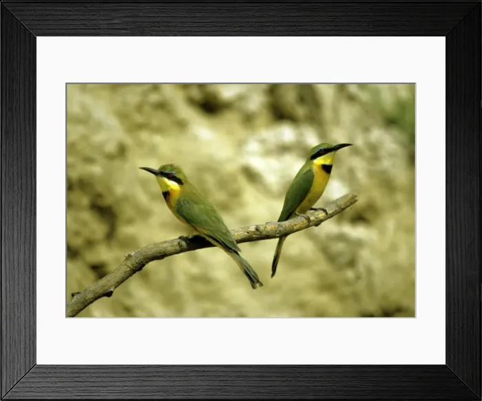 Framed Print : Little Bee-eater Framed Print : Little Bee-eater