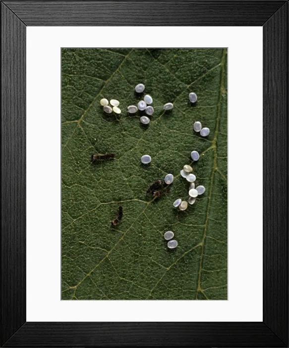 Framed Print : Silkworm Larvae - hatching Framed Print : Silkworm Larvae - hatching