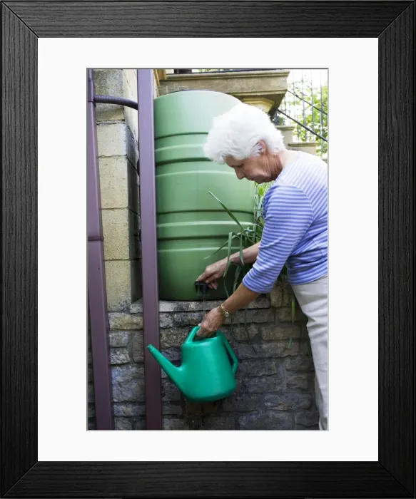 Framed Print : Woman filling watering can from rainwater butt. Cotswolds UK Framed Print : Woman filling watering can from rainwater butt. Cotswolds UK