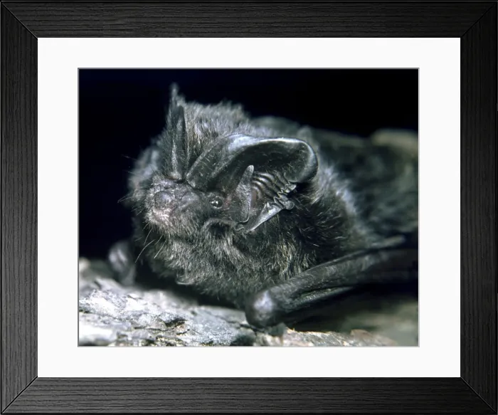 Framed Print : Barbastelle Bat - a rare species in Britain and Europe Framed Print : Barbastelle Bat - a rare species in Britain and Europe