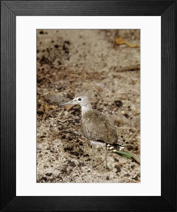 Framed Print : Solitary Sandpiper