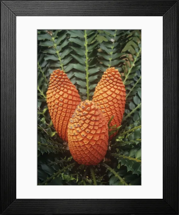 Framed Print : Natal Giant Cycad - South Africa Framed Print : Natal Giant Cycad - South Africa