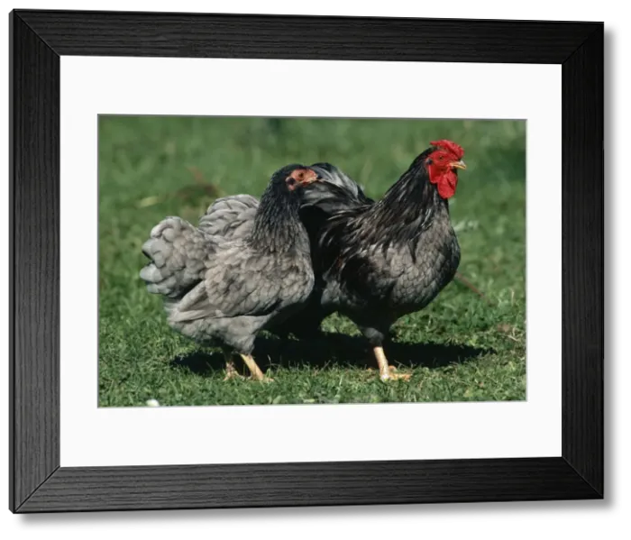 Framed Print : Chicken JPF 1731 Blue Wyandotte fowl, hen & cock. © Jean-Paul Ferrero / ardea. com Framed Print : Chicken JPF 1731 Blue Wyandotte fowl, hen & cock. © Jean-Paul Ferrero / ardea. com