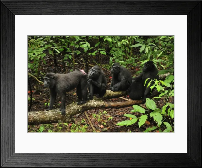 Framed Print : Celebes Crested Macaque / Crested Black Macaque / Sulawesi Crested Macaque / Black Ape - grooming - Tangkoko Nature Reserve - North Sulawesi - Indonesia Framed Print : Celebes Crested Macaque / Crested Black Macaque / Sulawesi Crested Macaque / Black Ape - grooming - Tangkoko Nature Reserve - North Sulawesi - Indonesia
